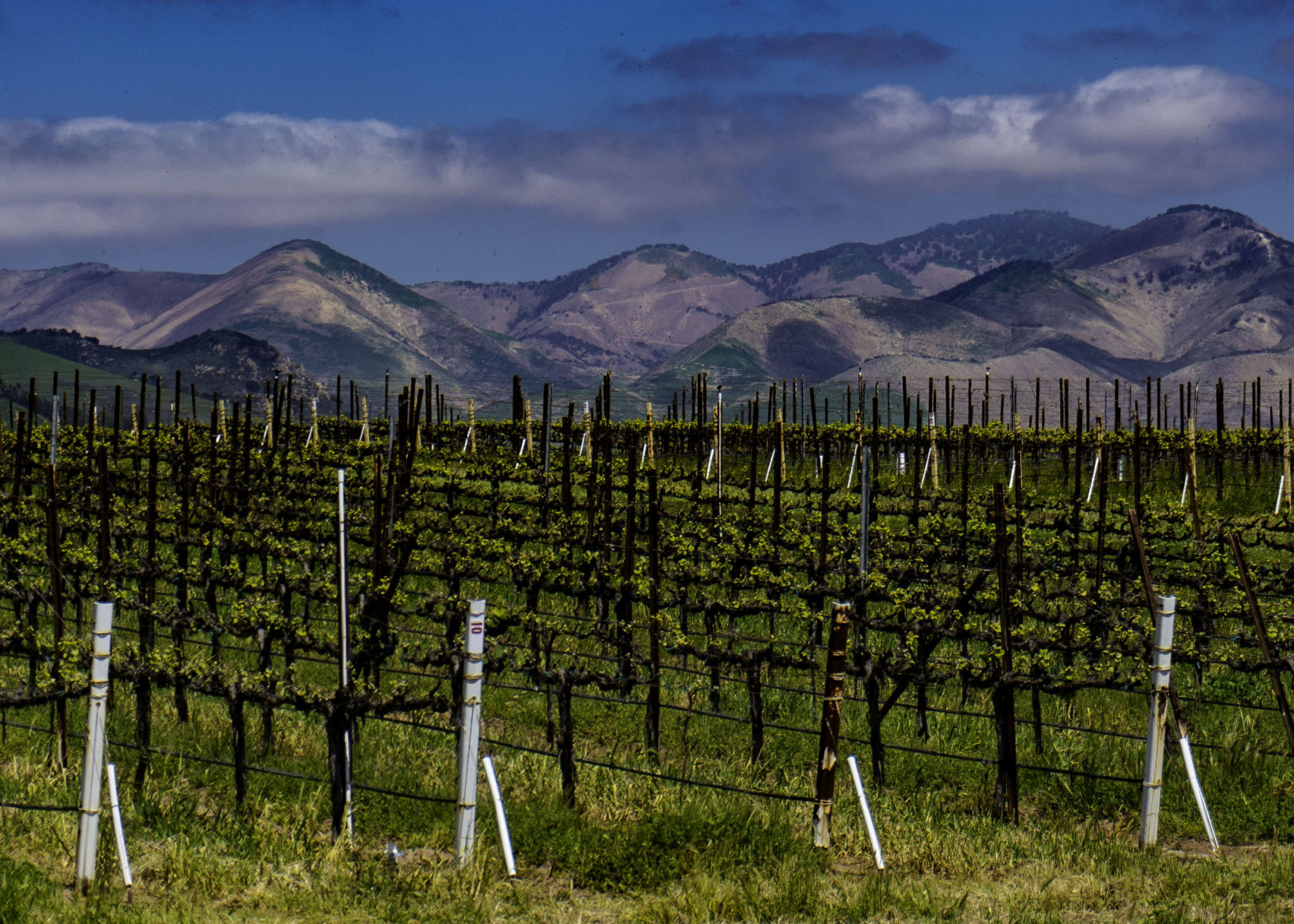 Cheryl Decker - Garey Spring Vineyard.jpg